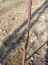 팜모닝 복숭아·병해충상담 게시글 이미지