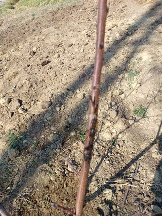 권순옥님의 복숭아 · 병해충상담 작성글 사진