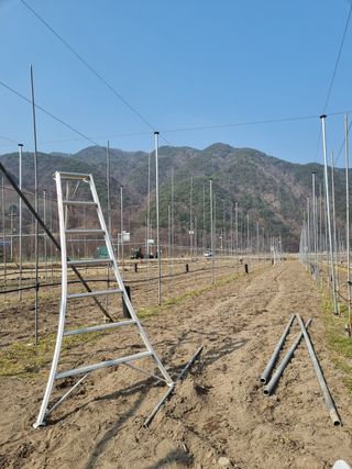 사과와곶감님의 사과 · 묘목•접목 작성글 사진