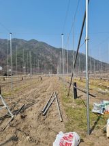 팜모닝 사과·묘목•접목 게시글 이미지