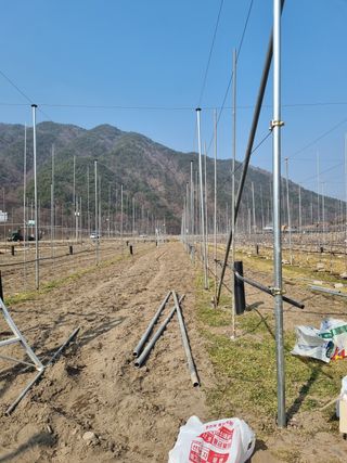 사과와곶감님의 사과 · 묘목•접목 작성글 사진