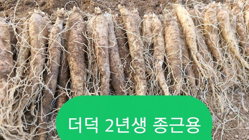 장터 상품 [으뜸백도라지 .더덕 .잔대 종근용 판매] 썸네일