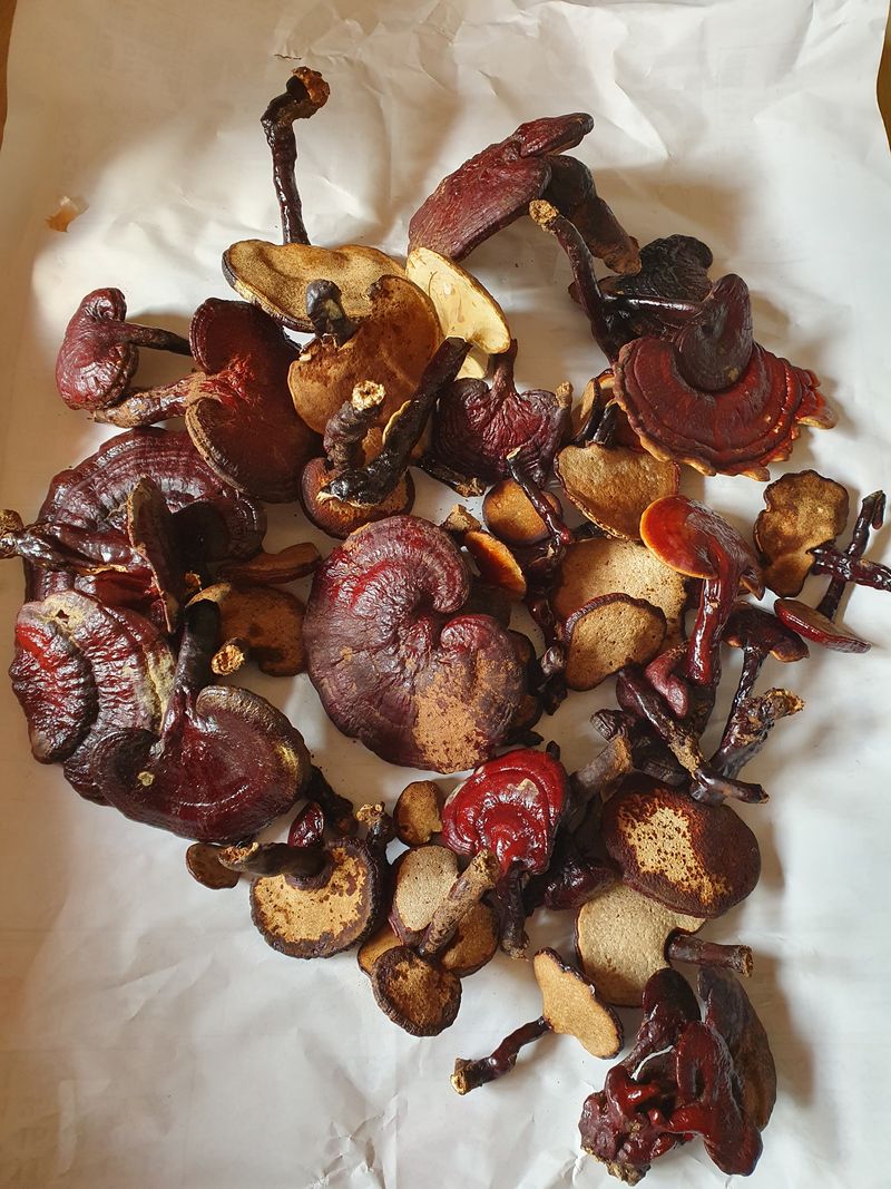 장터 상품 [자연산 영지버섯 1kg] 썸네일