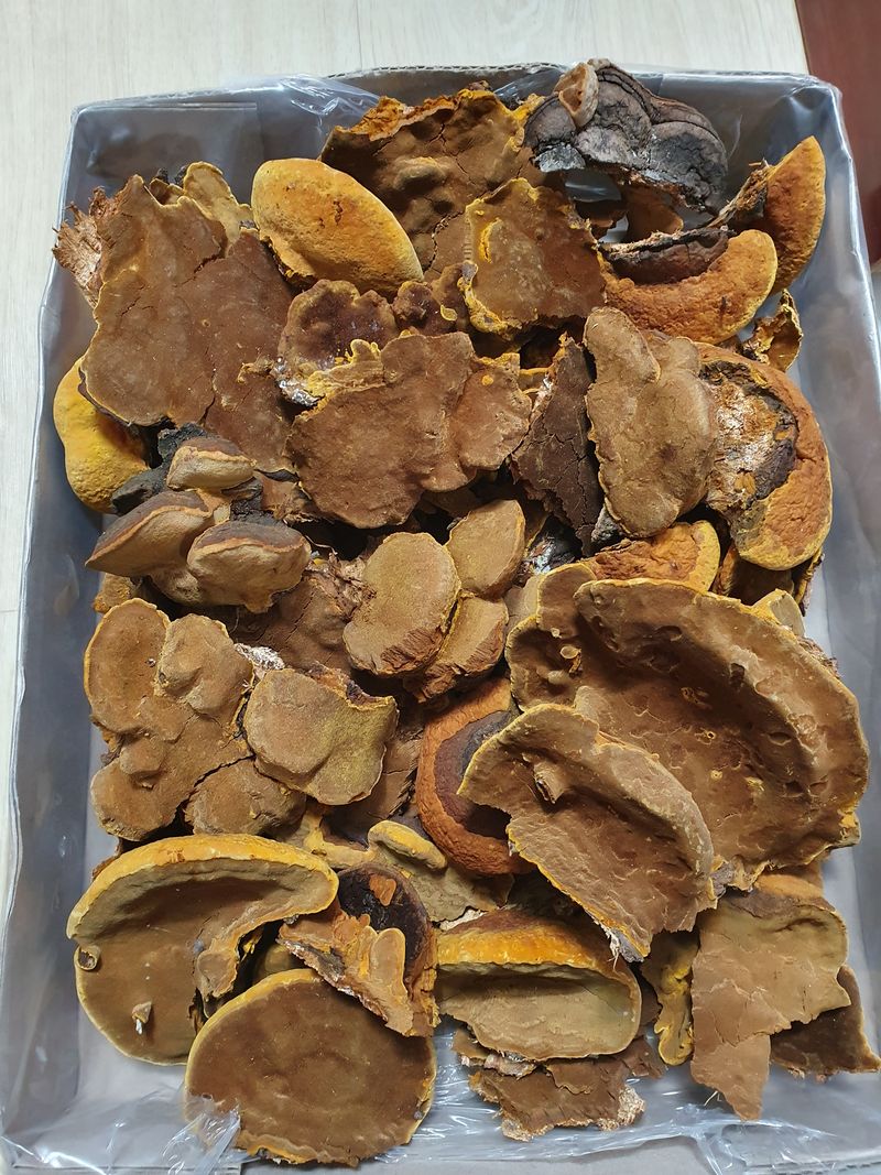 장터 상품 [자연산 상황버섯  1k] 썸네일