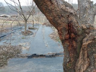 금동이네님의 자두 · 자유게시판 작성글 사진