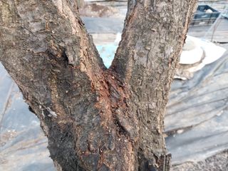 금동이네님의 자두 · 자유게시판 작성글 사진