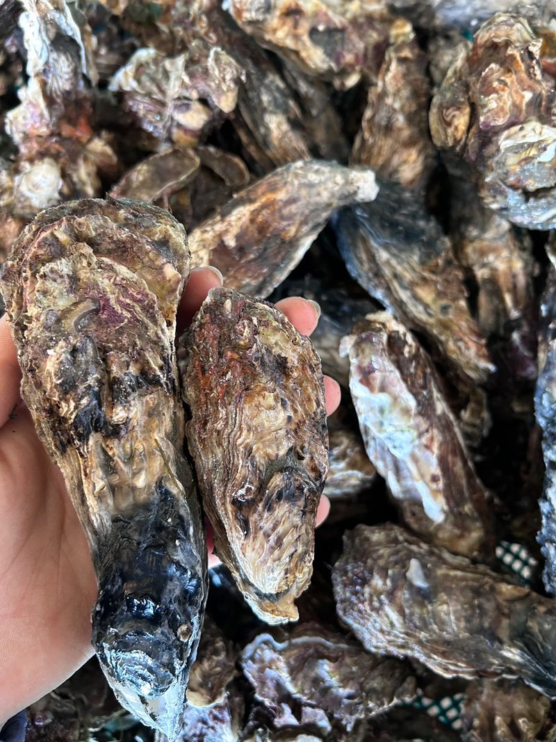 최광용님의 장터 판매 상품 [안면도 자연산 석화.생굴] 첨부 사진