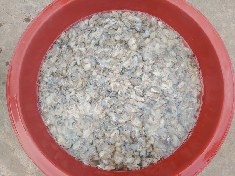 최광용님의 장터 판매 상품 [안면도 자연산 석화.생굴] 첨부 사진