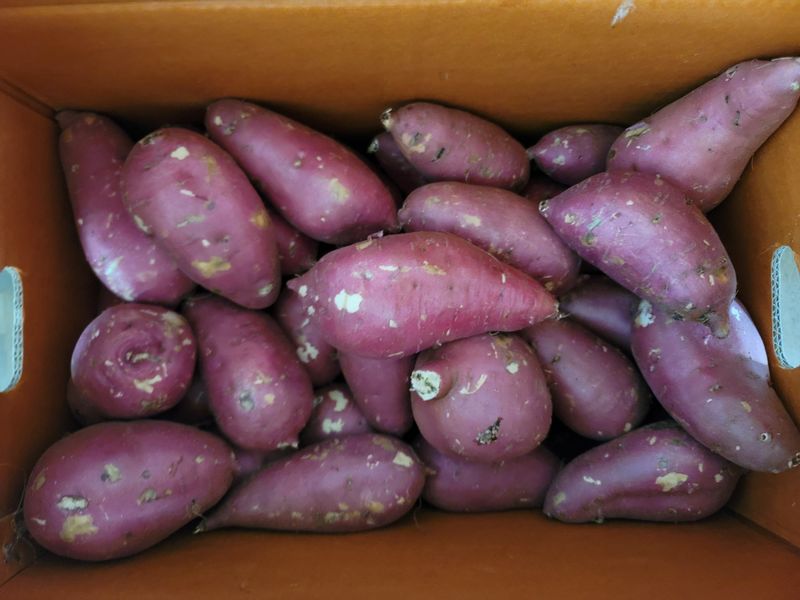 장터 상품 [베로니카 꿀고구마10kg] 썸네일