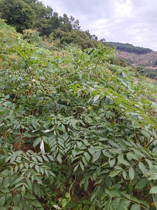 알 수 없음님의 두릅 · 삽목•정식 작성글 사진