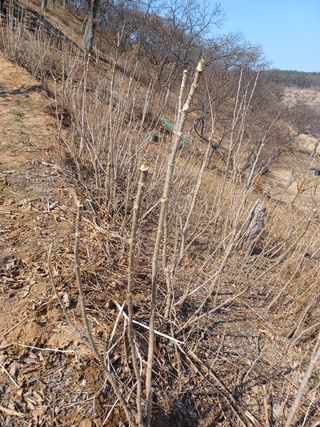 알 수 없음님의 두릅 · 삽목•정식 작성글 사진
