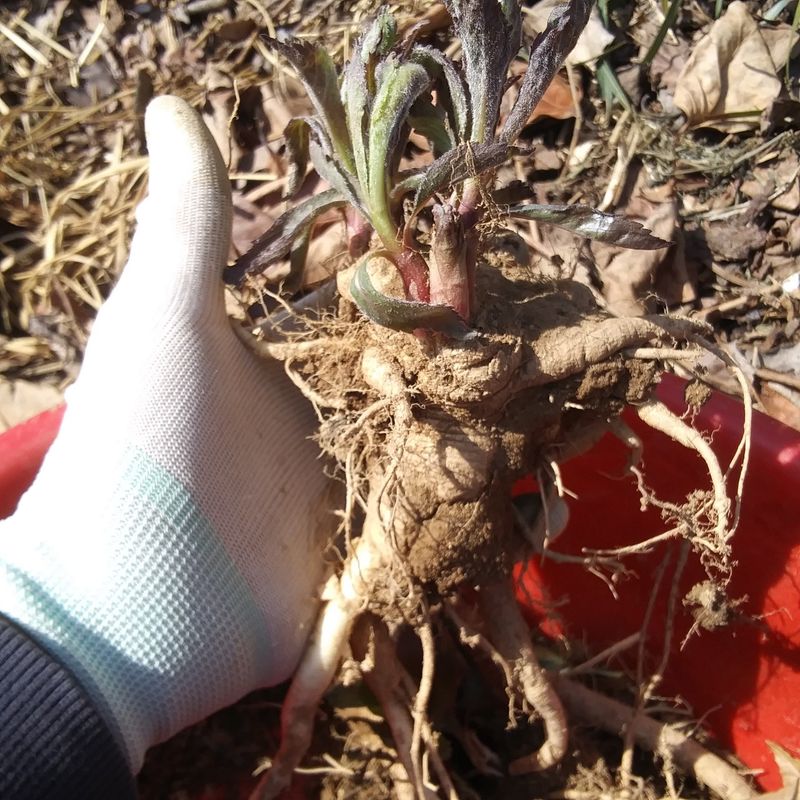 장터 상품 [잔대 약용 판매 ] 썸네일