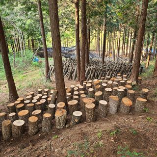 김제운님의 버섯 · 생장기 농작업 작성글 사진
