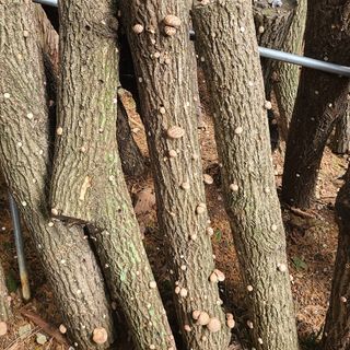 김제운님의 버섯 · 생장기 농작업 작성글 사진