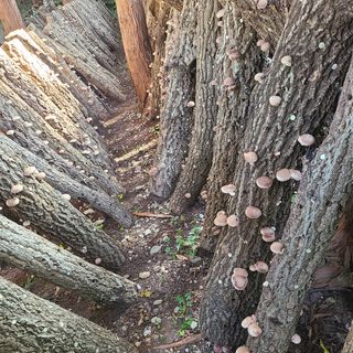 김제운님의 버섯 · 생장기 농작업 작성글 사진