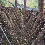 팜모닝 버섯·생장기 농작업 게시글 이미지