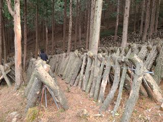 김제운님의 버섯 · 생장기 농작업 작성글 사진