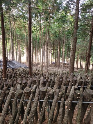 김제운님의 버섯 · 생장기 농작업 작성글 사진