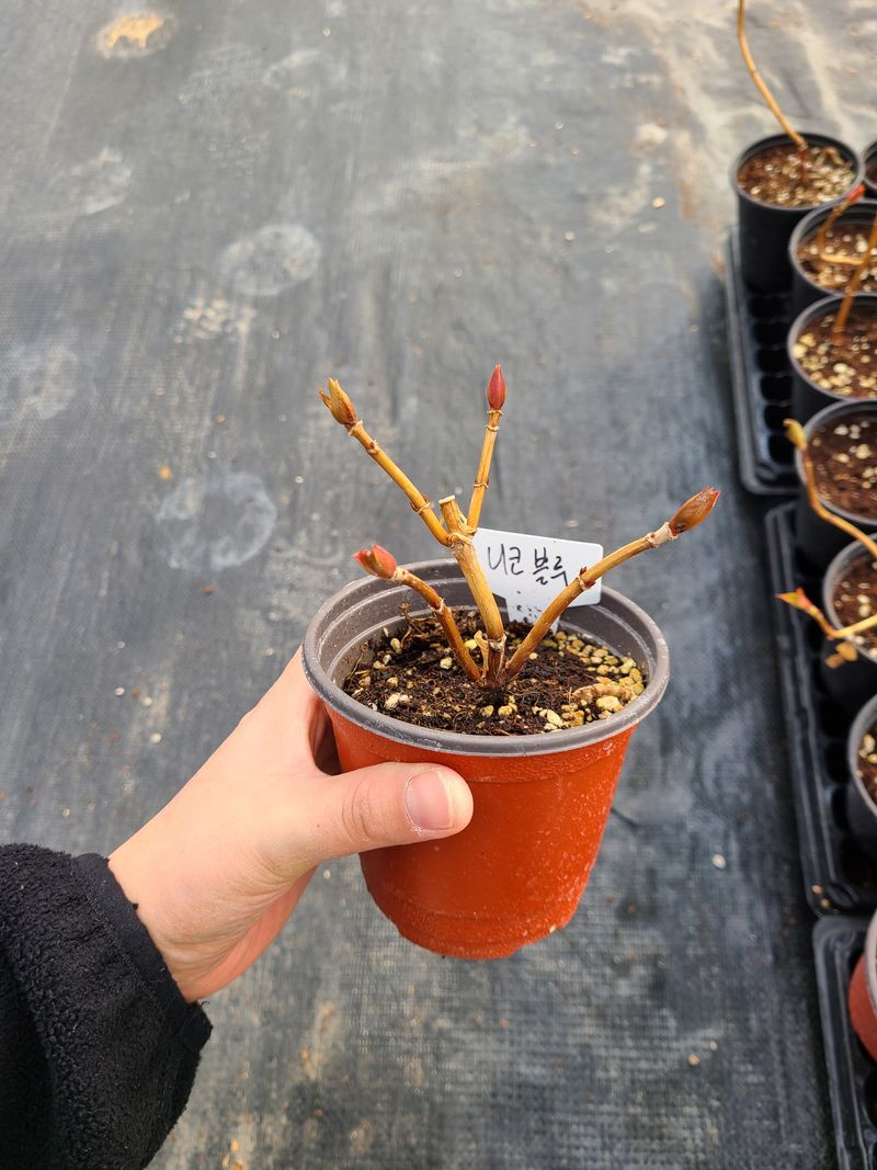 백구수국님의 장터 판매 상품 [수국(소) 판매완료] 첨부 사진