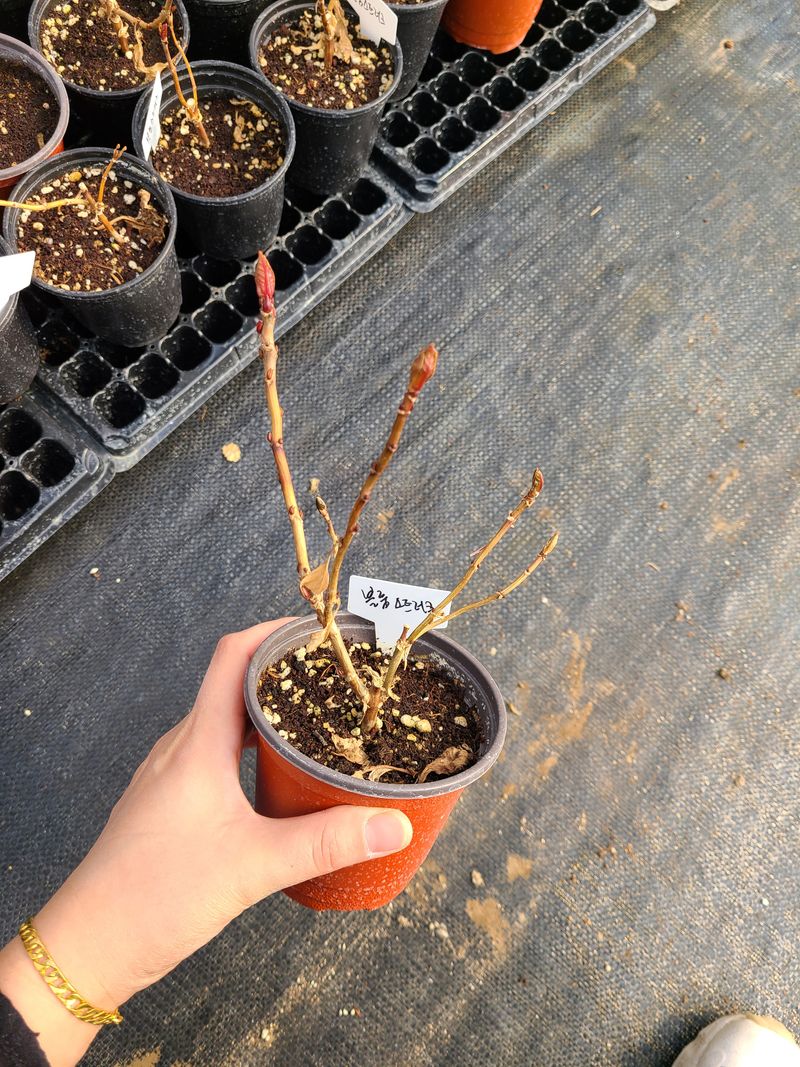 백구수국님의 장터 판매 상품 [수국(소) 판매완료] 첨부 사진