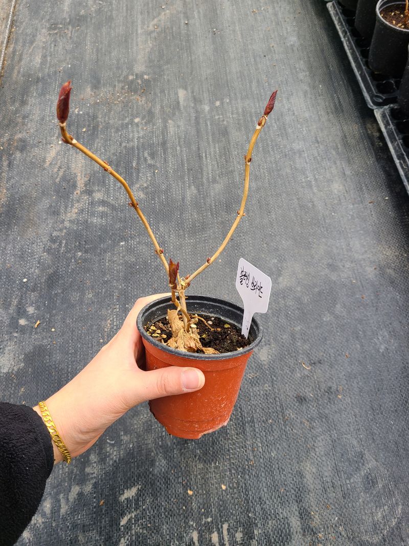 백구수국님의 장터 판매 상품 [수국(소) 판매완료] 첨부 사진