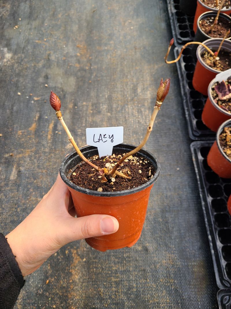 백구수국님의 장터 판매 상품 [수국(소) 판매완료] 첨부 사진