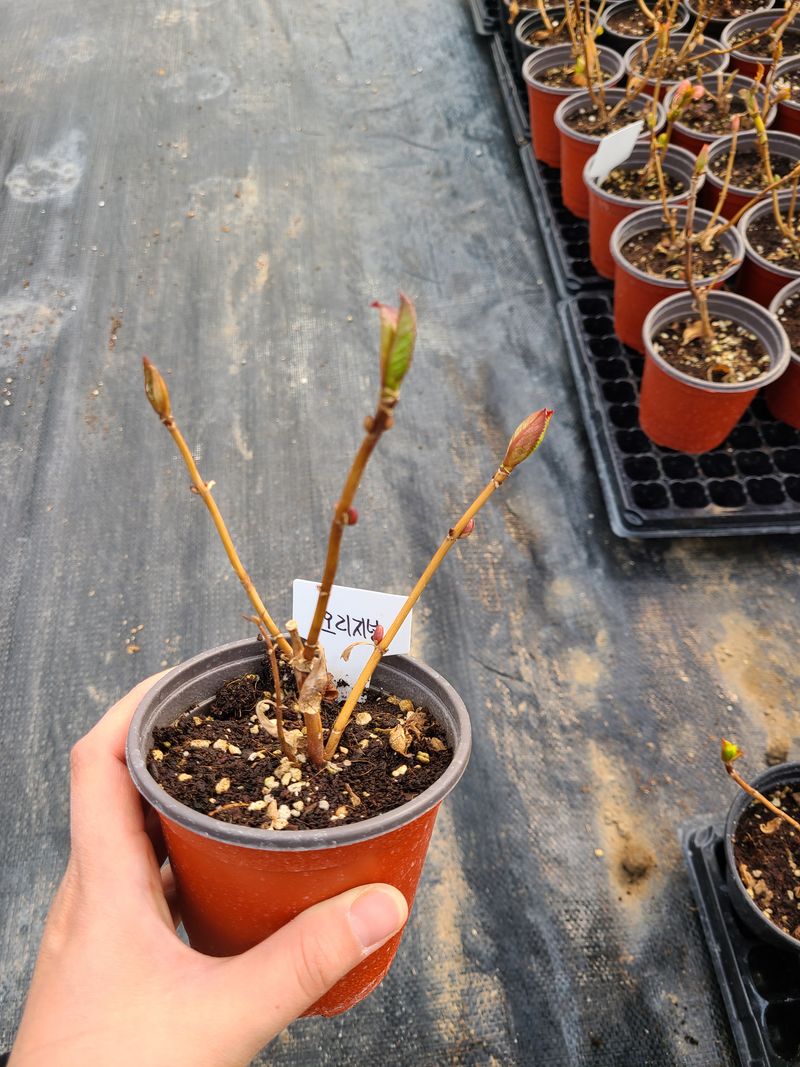 백구수국님의 장터 판매 상품 [수국(소) 판매완료] 첨부 사진