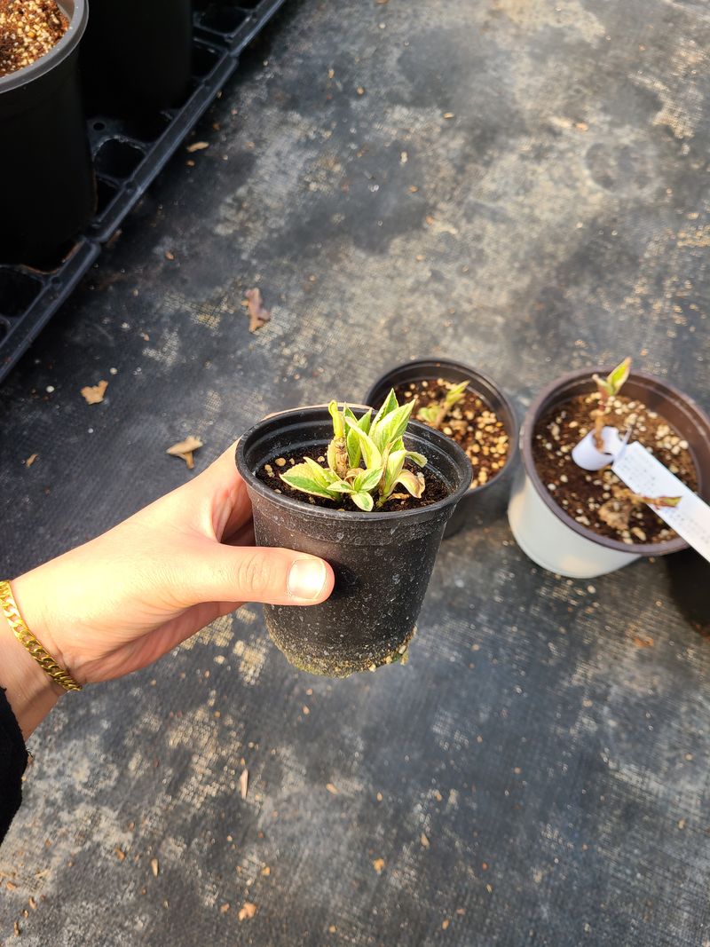 장터 상품 [수국(소) 판매완료] 썸네일