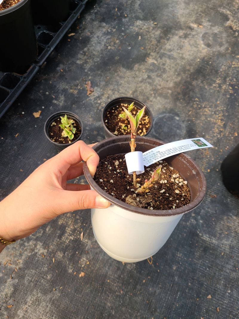 백구수국님의 장터 판매 상품 [수국(소) 판매완료] 첨부 사진