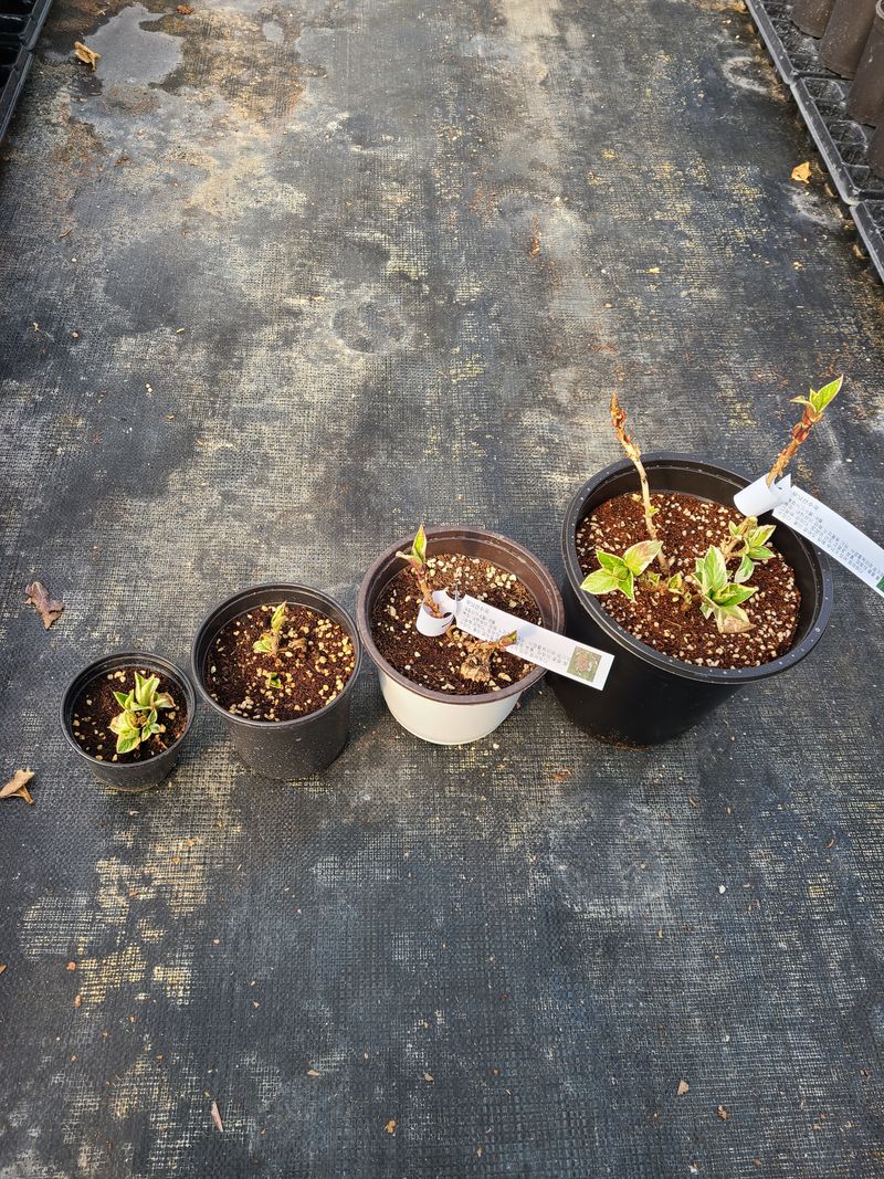 백구수국님의 장터 판매 상품 [수국(소) 판매완료] 첨부 사진