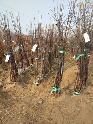 여신자님의 사과 · 품종•종자 작성글 사진