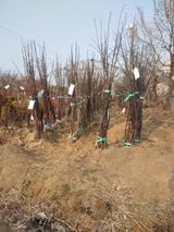 팜모닝 사과·품종•종자 게시글 이미지