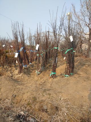 여신자님의 사과 · 품종•종자 작성글 사진