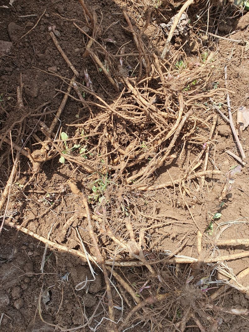 예천토종꿀벌 님의 장터 판매 상품 [머위뿌리종근] 첨부 사진