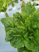 팜모닝 상추·자유게시판 게시글 이미지