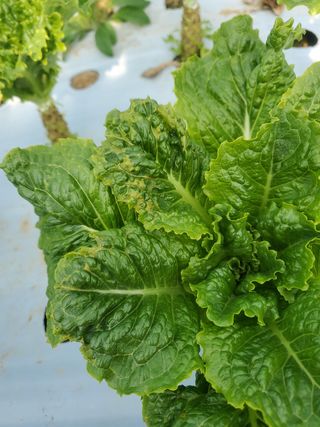 순창상추♡고추님의 상추 · 자유게시판 작성글 사진