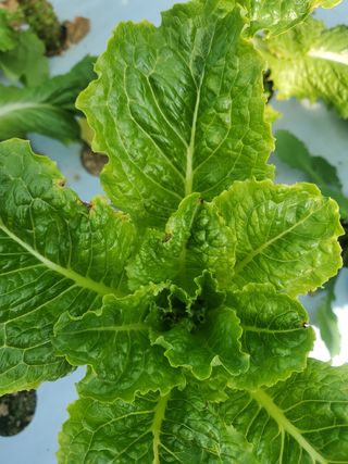 순창상추♡고추님의 상추 · 자유게시판 작성글 사진