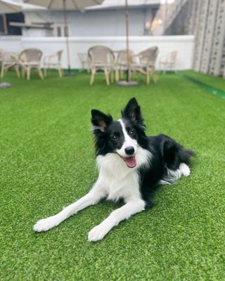 심규영님의 고추 · 일상 작성글 사진