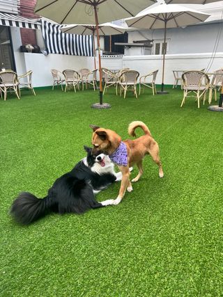 심규영님의 고추 · 일상 작성글 사진