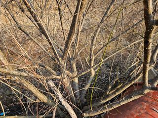 김용석님의 매실 · 자유게시판 작성글 사진