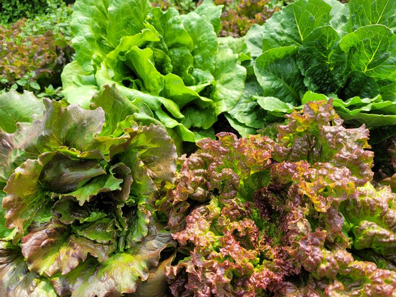 산골아낙네님의 장터 판매 상품 [유기농포기상추1kg] 첨부 사진