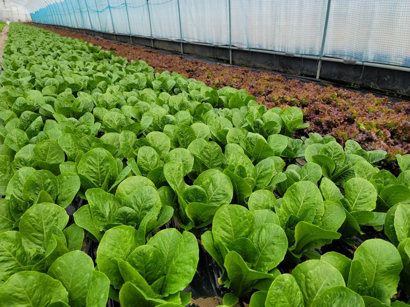 산골아낙네님의 장터 판매 상품 [유기농포기상추1kg] 첨부 사진