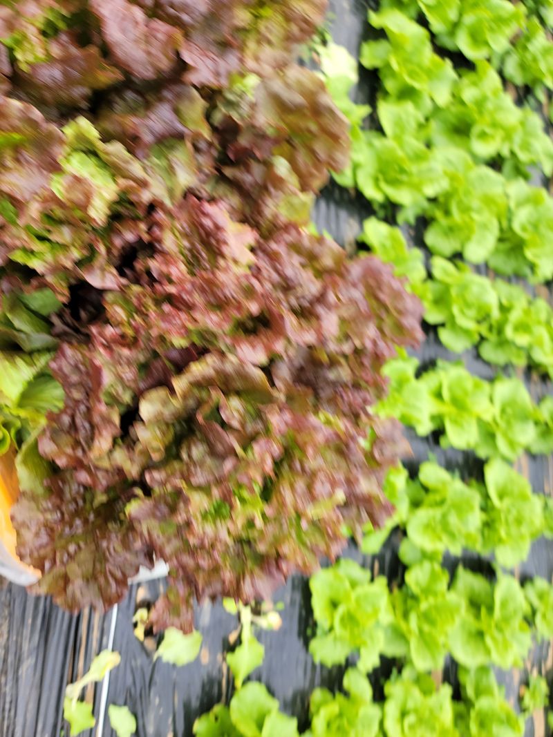 산골아낙네님의 장터 판매 상품 [유기농포기상추1kg] 첨부 사진