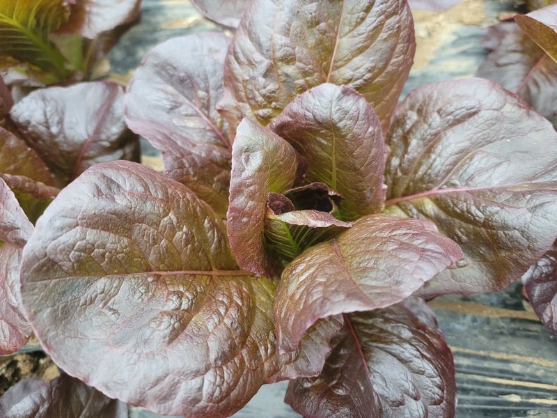 산골아낙네님의 장터 판매 상품 [유기농포기상추1kg] 첨부 사진