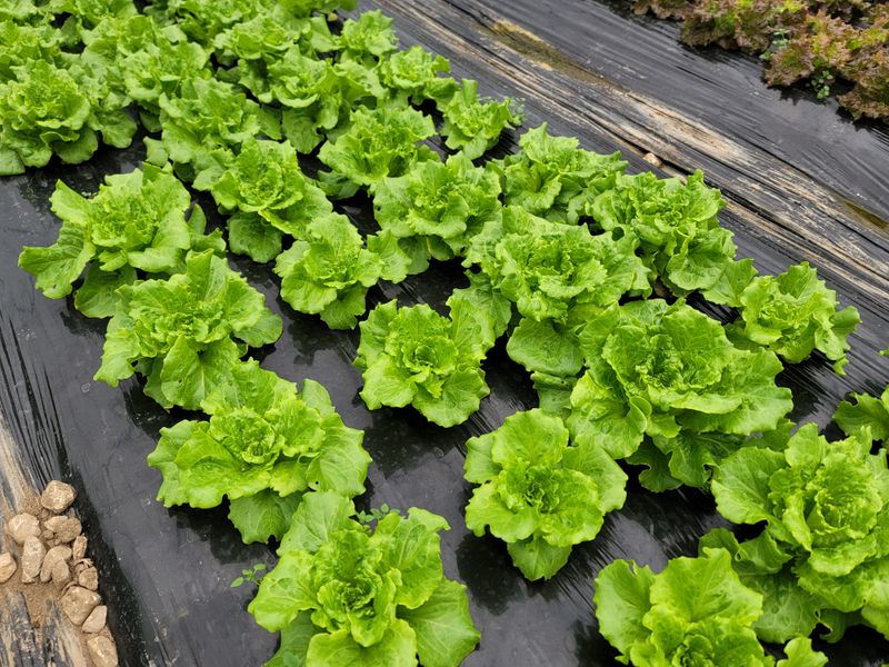 산골아낙네님의 장터 판매 상품 [유기농포기상추1kg] 첨부 사진