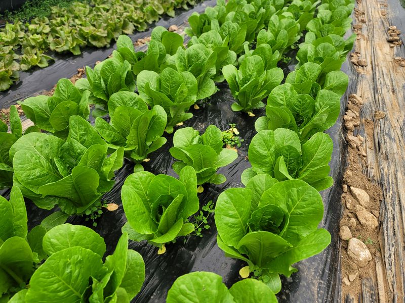 산골아낙네님의 장터 판매 상품 [유기농포기상추1kg] 첨부 사진