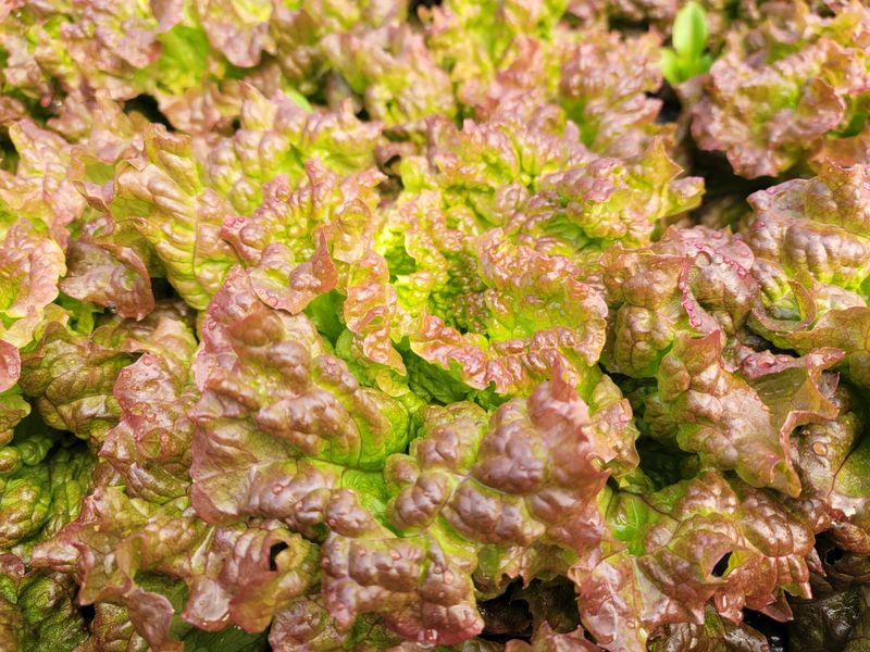 장터 상품 [유기농포기상추1kg] 썸네일