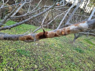 다움살이님의 매실 · 병해충상담 작성글 사진