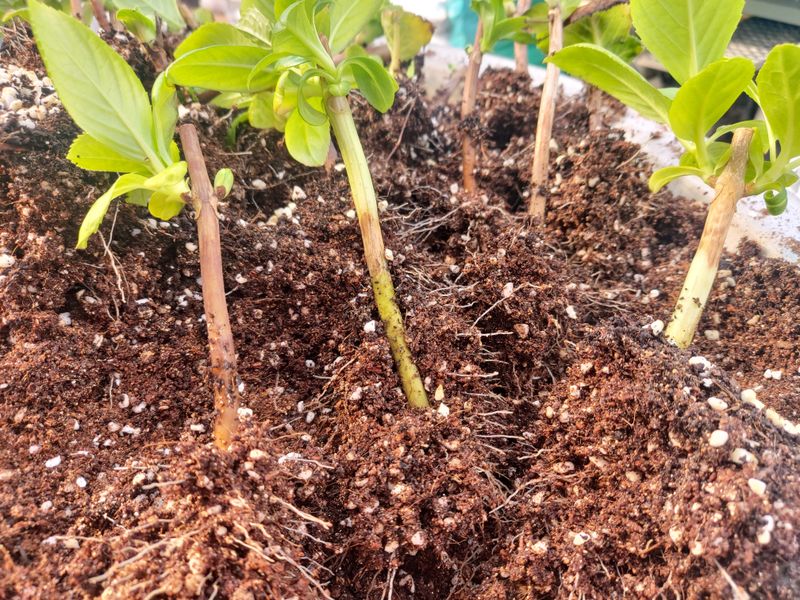 수국 은 나의희망님의 장터 판매 상품 [거제수국   묘목] 첨부 사진