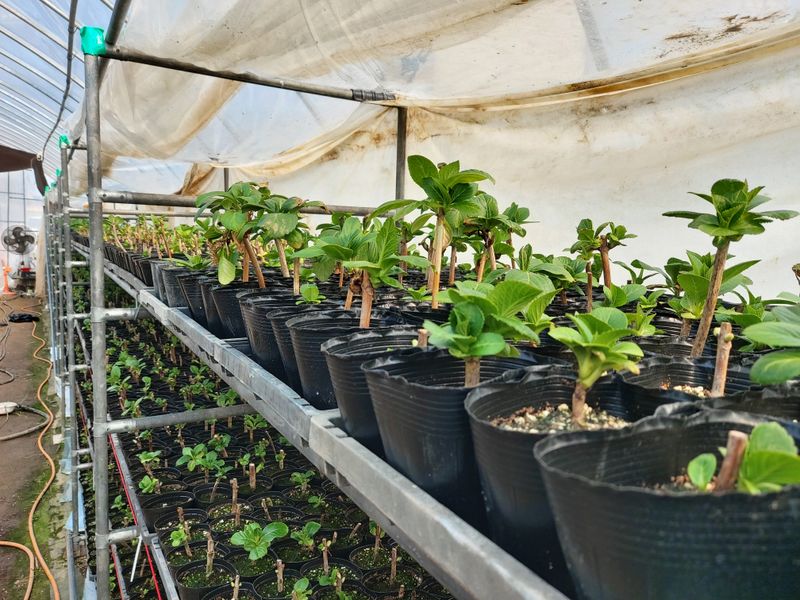 수국 은 나의희망님의 장터 판매 상품 [거제수국   묘목] 첨부 사진